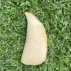 Whale Tooth
