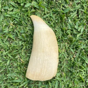 Whale Tooth