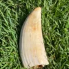 Sperm Whale Ivory Tooth