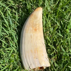 Sperm Whale Ivory Tooth