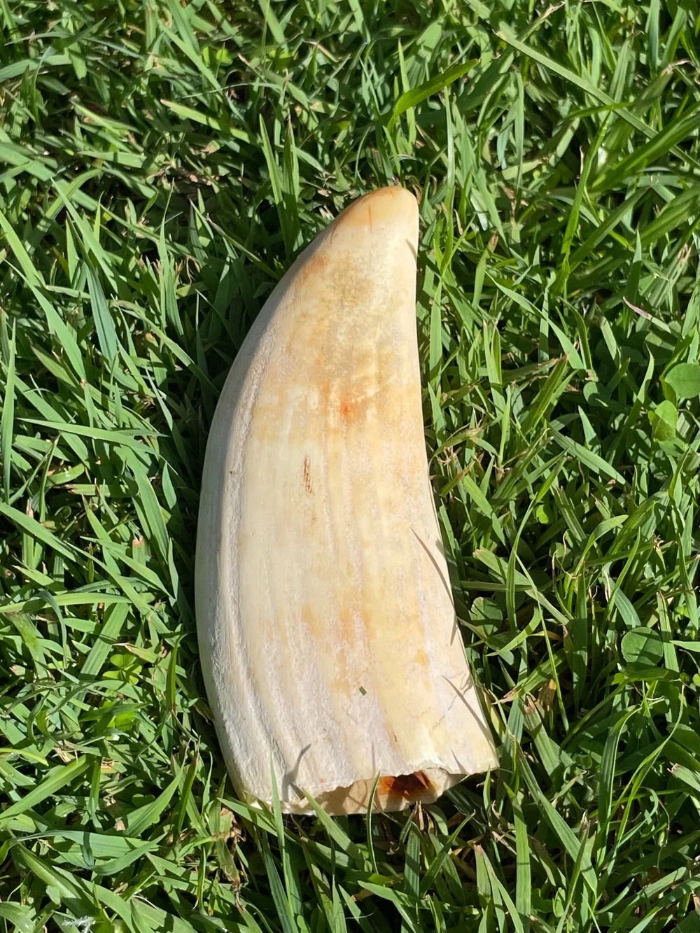 7260E396-C8CE-46BE-81BC-C87B5A40035B Sperm Whale Ivory Tooth