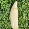 Antique Sperm Whale Ivory
