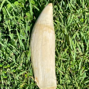 Antique Sperm Whale Ivory