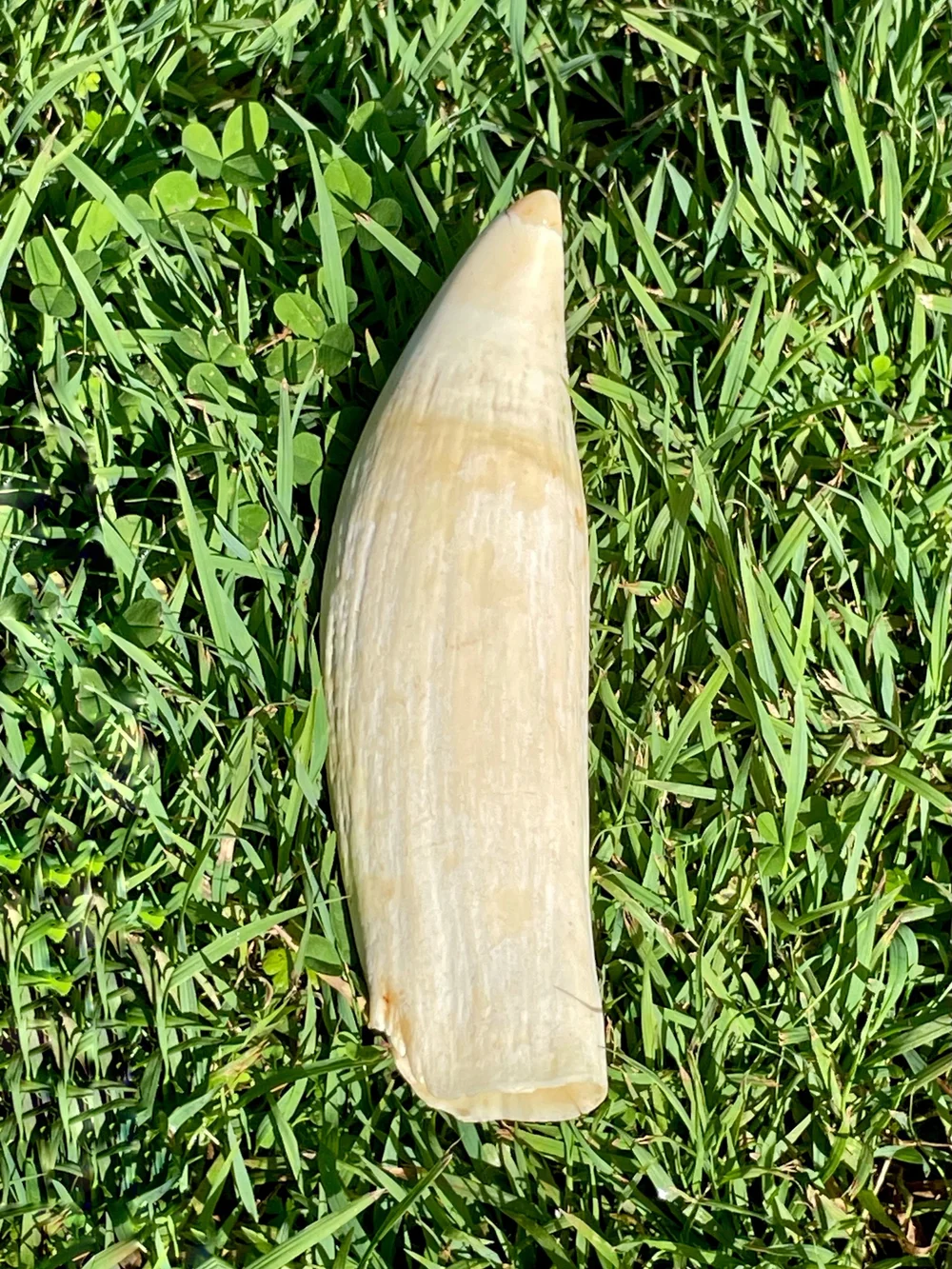 9C5262CB-C593-439F-8EEF-6DF420FB1E03 Antique Sperm Whale Ivory