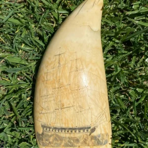 Scrimshaw - Sperm Whale Tooth