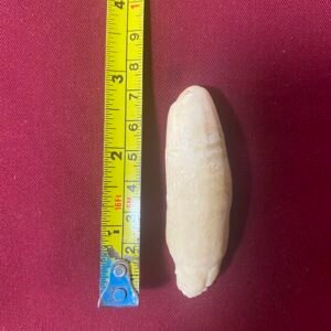 Orca Tooth